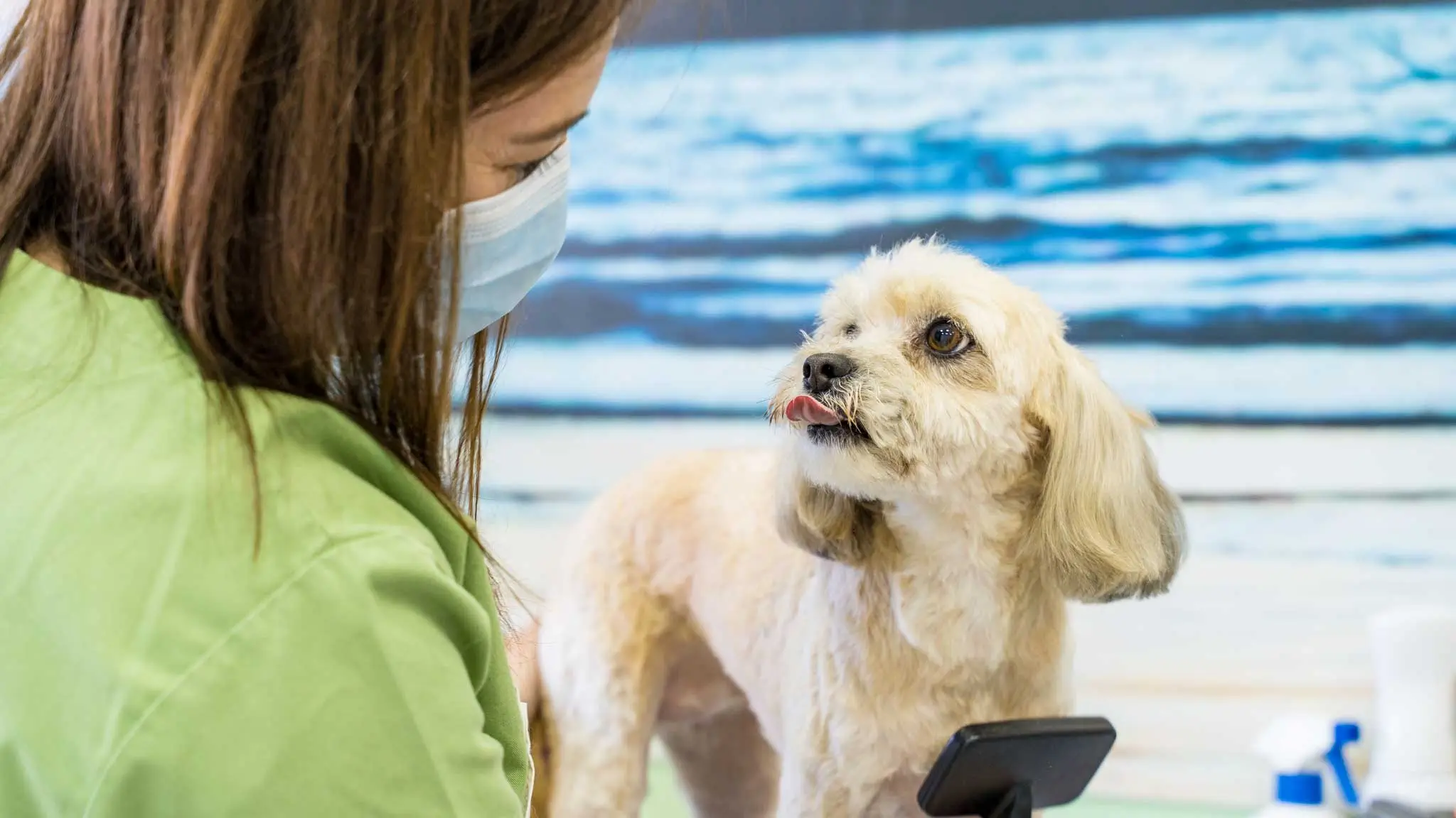 Read more about the article Centro Veterinário assinala primeira década a cuidar do bem estar animal em Vila Meã